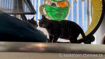 'It’s all about the cats': Saskatoon’s cat café celebrates one year in business