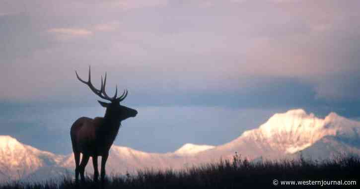 Wildlife Officers Notice What Man Was Finding in the Forest; Now He's Banned from Hunting and Owes $15,000