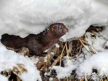 Un visone ha il Covid. Rischio abbattimento per 1400 esemplari