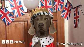 In pictures: Pets dress up for King's Coronation