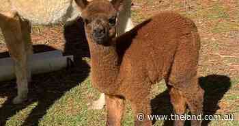 Alpaca baby boom as herd size surpasses 350k