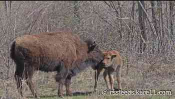 Dakota County's bison herd is growing