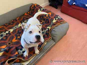 'Hello, my name's Tig. Could you give me a home?'