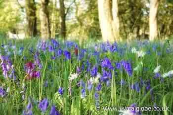 Take a walk among the beautiful bluebells this weekend
