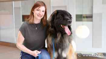 Resident dog Scout helps heal patients and staff at Hamilton mental health hospital