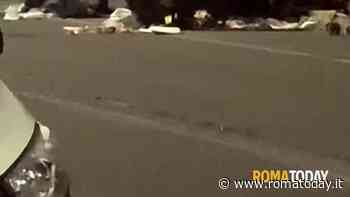 LETTORI - Cinghiali ed immondizia a Torrevecchia