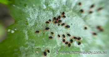 More pests are marking their territory in WA crops