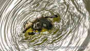 Polizei rettet in Biberach zwölf Entenkinder in allergrößter Not