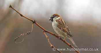 More than 70 million birds have disappeared from gardens over the last 50 years