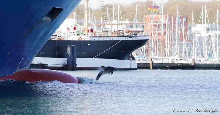 Delfin-Watching an der Ostsee – Delle hat viele Fans
