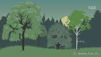 Sprechende Bäume, die sich vor Feinden warnen, und Pilze, die ihnen dabei helfen: Gibt es das wirklich?