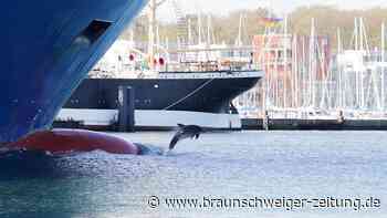 Delfin-Watching an der Ostsee - Delle hat viele Fans