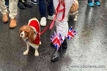 Cavalier King Charles Spaniels in royal regalia lead parade down King's Road in London