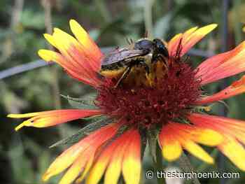 Plants and pollinators: Native growth feeds the circle of life