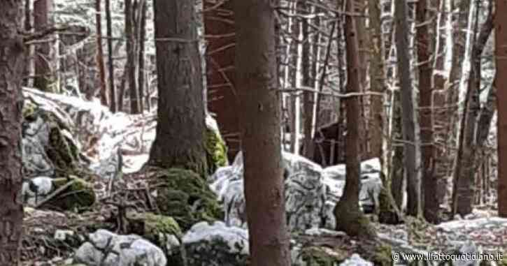 La procura di Trento apre un fascicolo sulla morte dell’orso M62: “L’autopsia non prova cause naturali”