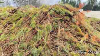 More than 11.5 million tree seedlings destined for Quebec were destroyed in 2022. The culprit: extreme weather