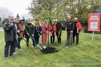 More cherry blossom trees planted along Nanaimo’s Bowen Road