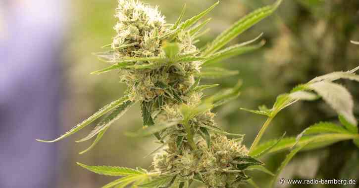 Strenge Regeln für Cannabis-Clubs geplant