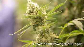 Strenge Regeln für Cannabis-Clubs geplant