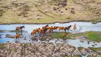 'Deal with Kosciuszko brumbies or 12 native species go extinct'