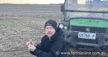 Slugs on the march in south-eastern Australia