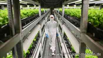 Schwarz Gruppe: Warum Lidl zum Landwirt mutieren will