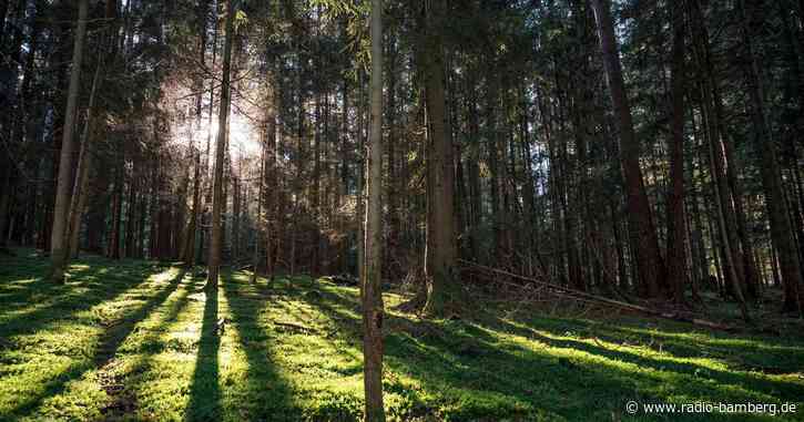 Wie gehts dem Wald? Satelliten sollen Daten für App liefern