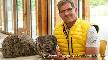 Wespen-Alarm: Die Stadt schickt neue Berater aus