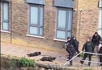 Dogs shot and man tasered by Met officers in Limehouse