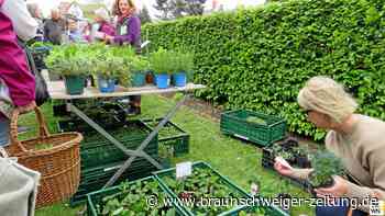 Wolfenbütteler Gärtnermuseum lockt Hunderte zum Tomatenmarkt