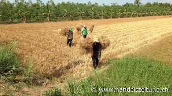 Extreme Hitze in Asien macht Engpässe absehbar