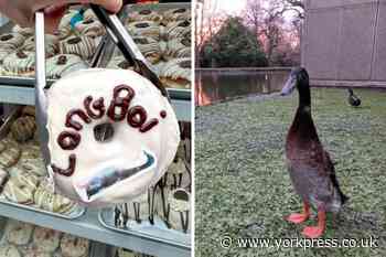 Long Boi: Doe Bakehouse creates donut for missing York duck