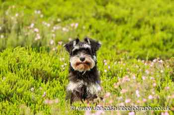 5 UK dog laws that could land you fines of up to £5,000