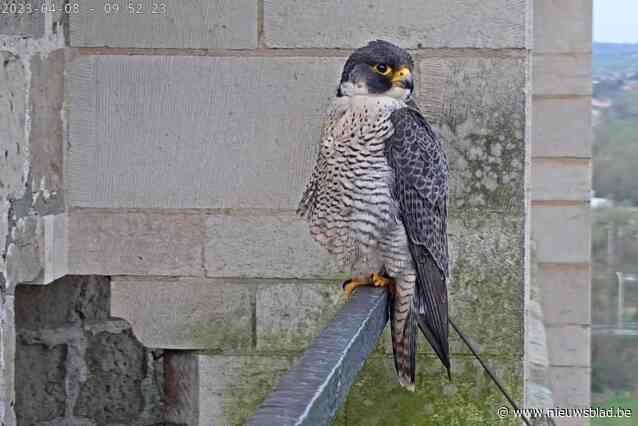 Voor het eerst geen broedsel slechtvalken in Oudenaarde: “Door vogelgriep en gevecht totterdood om territorium”