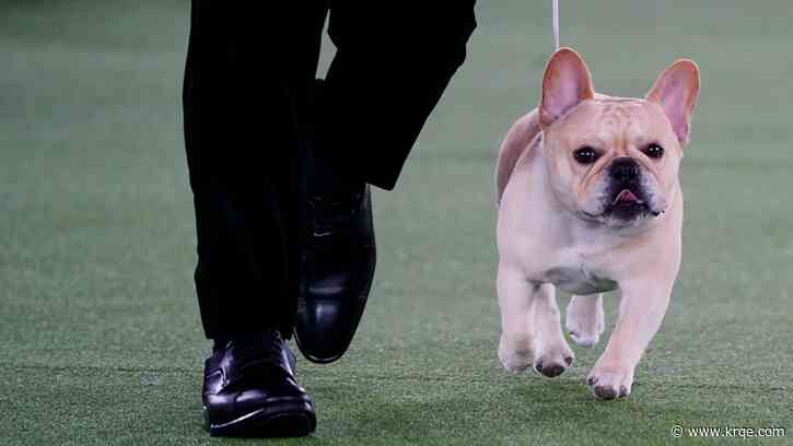 America's new favorite breed is a dog-show contender this year
