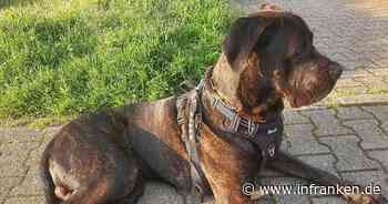 Tierheim Kulmbach: Hund Cervantes trifft schwerer Schicksalsschlag - "ist dringend"