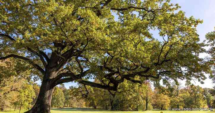 Die Jagd nach dem Eichenprozessionsspinner beginnt wieder
