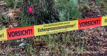 Bamberg bekämpft Eichenprozessionsspinner - Gesundheitsrisiko "nicht zu unterschätzen"