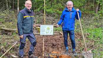 Althengstetter Baumallee: Moorbirke erobert  neuen Lebensraum