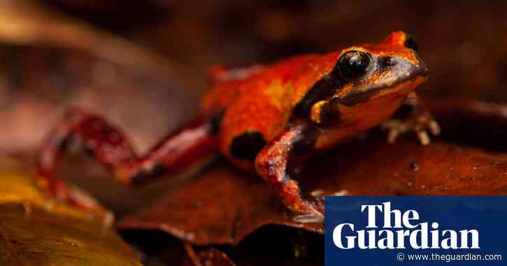 ‘Unique’ frogs in NSW rainforests feared locally extinct after black summer bushfires