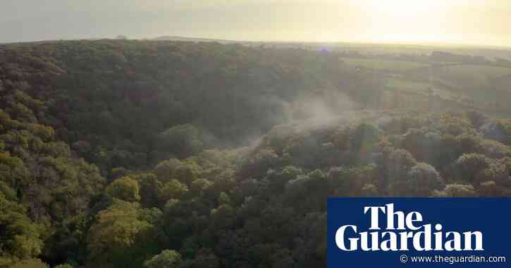 Cornish farm launches project to triple UK’s temperate rainforest