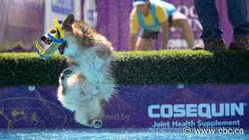 Top dogs: Highlights from America's pre-eminent dog show