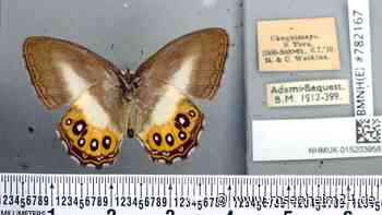 Schmetterlinge nach Sauron aus Herr der Ringe benannt