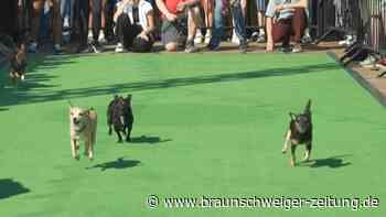 In Washington laufen 150 Chihuahuas um die Wette