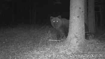 Bär tappt bei Traunstein in Fotofalle: Ist es das Tier, das bei Rosenheim Schafe riss?