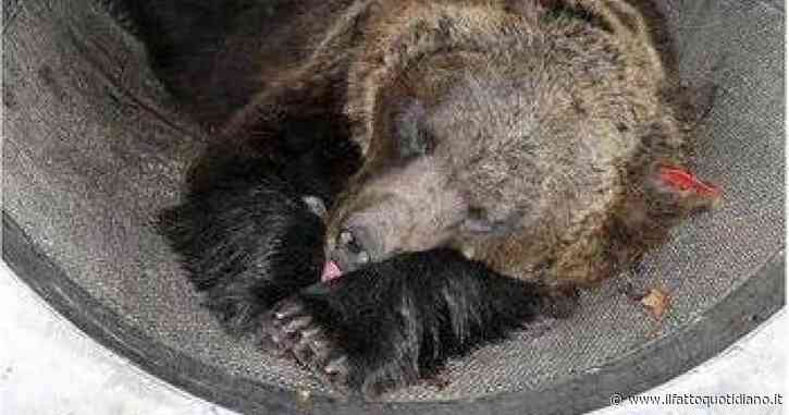 “JJ4 è innocente”, l’associazione animalista Leal sulla perizia veterinaria che “scagiona” l’orsa