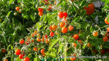 Vier Tomatensorten, die Sie auf jeden Fall anbauen sollten 