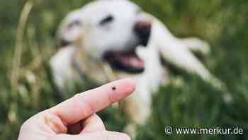 Zeckenkopf beim Hund stecken geblieben – kann der bleiben oder muss er raus?