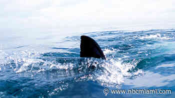 Man Suffers Apparent Shark Bite While Spearfishing in Florida Keys