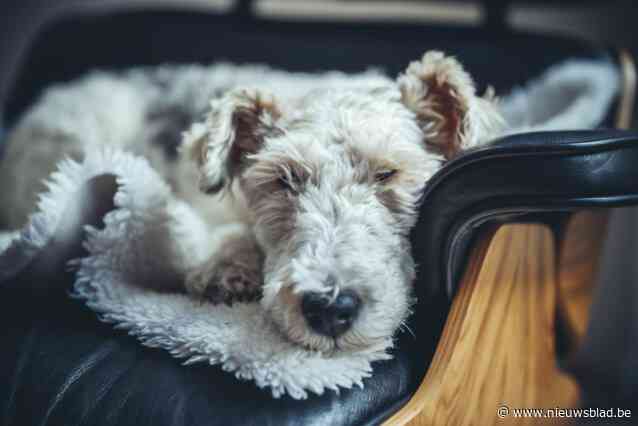 Uitbater hondenpension veroordeeld tot schadevergoeding: baasjes kregen te horen dat Pukkie plots dood lag, maar bij opgraving vertoonde hij bijtwonden